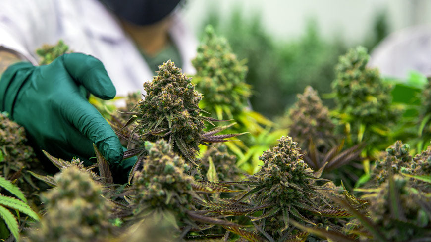 Germany Becomes First Major European Country to Legalize Weed